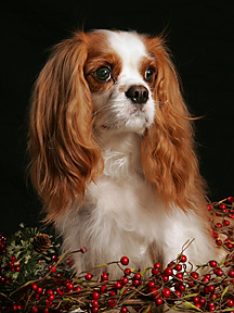 cavalier king charles spaniel in berries, Vienna dog photographer